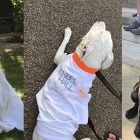 Judge Rinder, Lady Hale, pink wigs and plenty of dogs: The best photos from the London Legal Walk