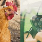 Packing chicken to flying helicopters — barristers share their unconventional routes into law