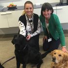 Pawsitive energy: Gowling WLG drafts in dogs to help de-stress lawyers
