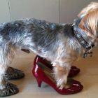 Kirkland & Ellis lawyer uses firm’s concierge service to buy shoes for her dogs