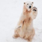 Can we put a price on a polar bear?