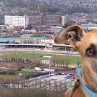 Sheffield University law society defends Christmas ball venue — after vegan students complain it overlooks dog track