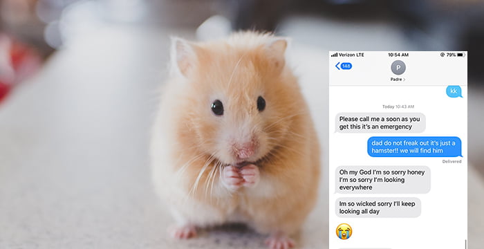 hamster 2019