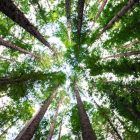 Branching out: Could we give legal rights to trees?