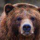 Irish solicitor gives CPR to dying bear