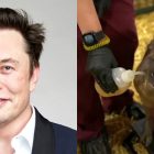 Why Elon Musk’s pigs are a legal headache