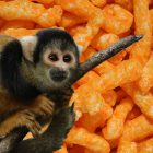 Law firm parts ways with paralegal filmed climbing into zoo monkey enclosure ‘to feed them Hot Cheetos’