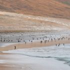 Job ad for judge role on Falkland Islands promotes territory’s ‘amazing wildlife’ and ‘absence of traffic jams!’