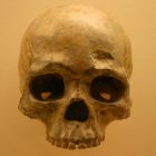 What prehistoric skulls show us about sperm and cyborgs