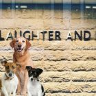 Pawsitive vibes: Slaughter and May trials ‘Bring your Dog to Work Day’