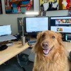 A round-up of the best pet pooches from Slaughter and May’s ‘Bring your Dog to Work Day’
