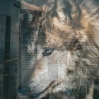 British firms cannot avoid the Wolves of Law Street